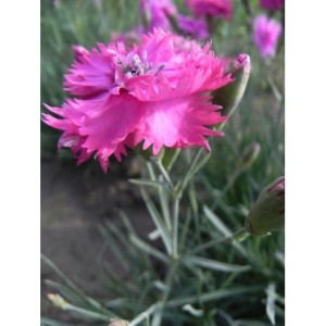 goździk pierzasty (Dianthus plumarius) Double Rose- Świat bylin - sklep internetowy