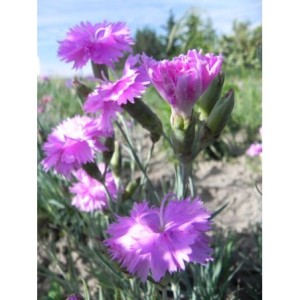 goździk pierzasty (Dianthus plumarius) Double Rose- Świat bylin - sklep internetowy