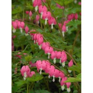 serduszka okazała (Dicentra spectabilis) - Świat bylin - sklep internetowy