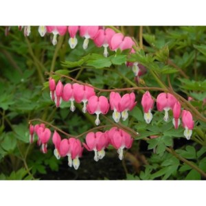 serduszka okazała (Dicentra spectabilis) - Świat bylin - sklep internetowy