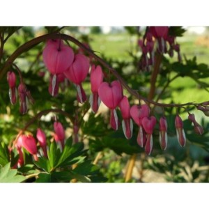 serduszka okazała (Dicentra spectabilis) - Świat bylin - sklep internetowy