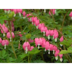 serduszka okazała (Dicentra spectabilis) - Świat bylin - sklep internetowy