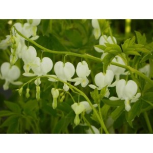 serduszka okazała (Dicentra spectabilis) Alba- Świat bylin - sklep internetowy