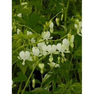 serduszka okazała (Dicentra spectabilis) Alba- Świat bylin - sklep internetowy