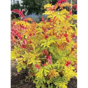 serduszka okazała (Dicentra spectabilis) Ruby Gold- Świat bylin - sklep internetowy