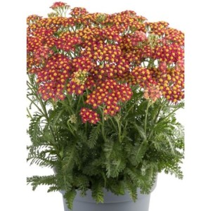 krwawnik pospolity (Achillea millefolium) Milly Rock Cherry- Świat bylin - sklep internetowy