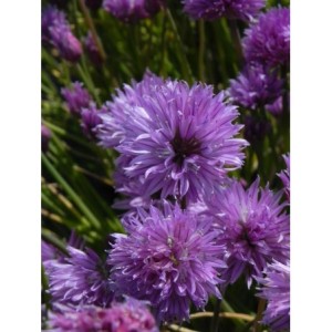 szczypiorek (Allium schoenoprasum) - Świat bylin - sklep internetowy