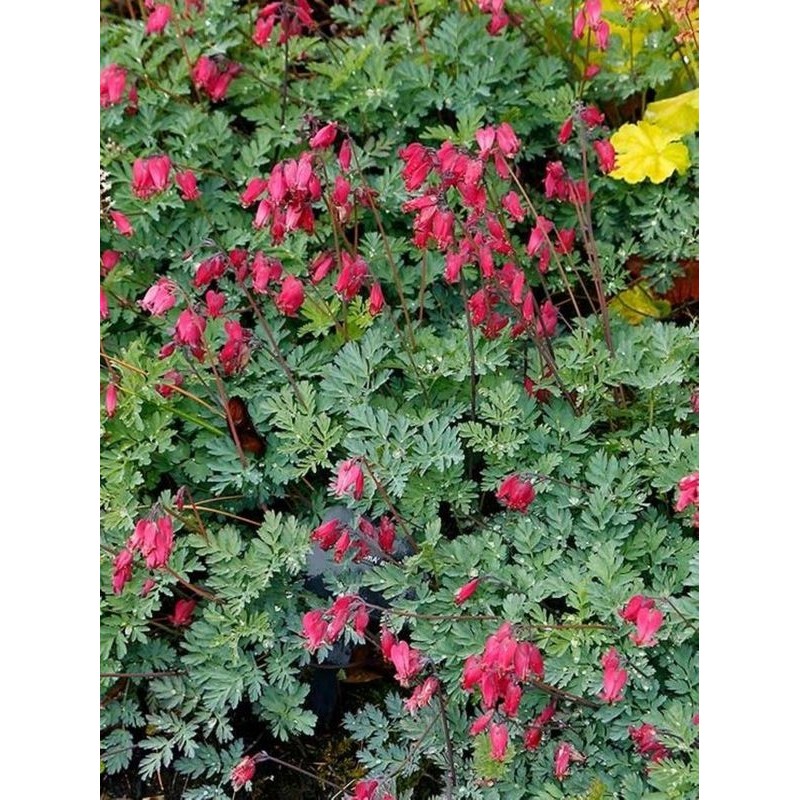 serduszka (Dicentra x) Amore Rose- Świat bylin - sklep internetowy