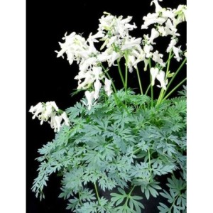 serduszka (Dicentra x) Amore Titanium- Świat bylin - sklep internetowy