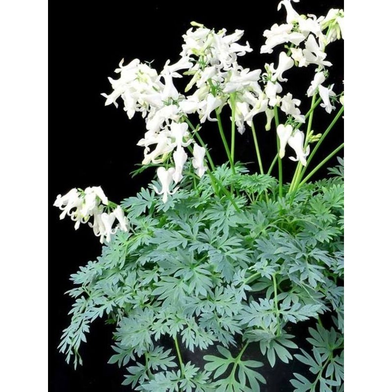 serduszka (Dicentra x) Amore Titanium- Świat bylin - sklep internetowy