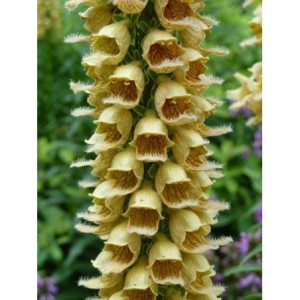 naparstnica rdzawa (Digitalis ferruginea) Gigantea- Świat bylin - sklep internetowy