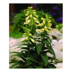 naparstnica zwyczajna (Digitalis grandiflora) Dwarf Carillion- Świat bylin - sklep internetowy