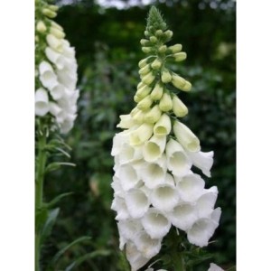 naparstnica purpurowa (Digitalis purpurea) Alba- Świat bylin - sklep internetowy