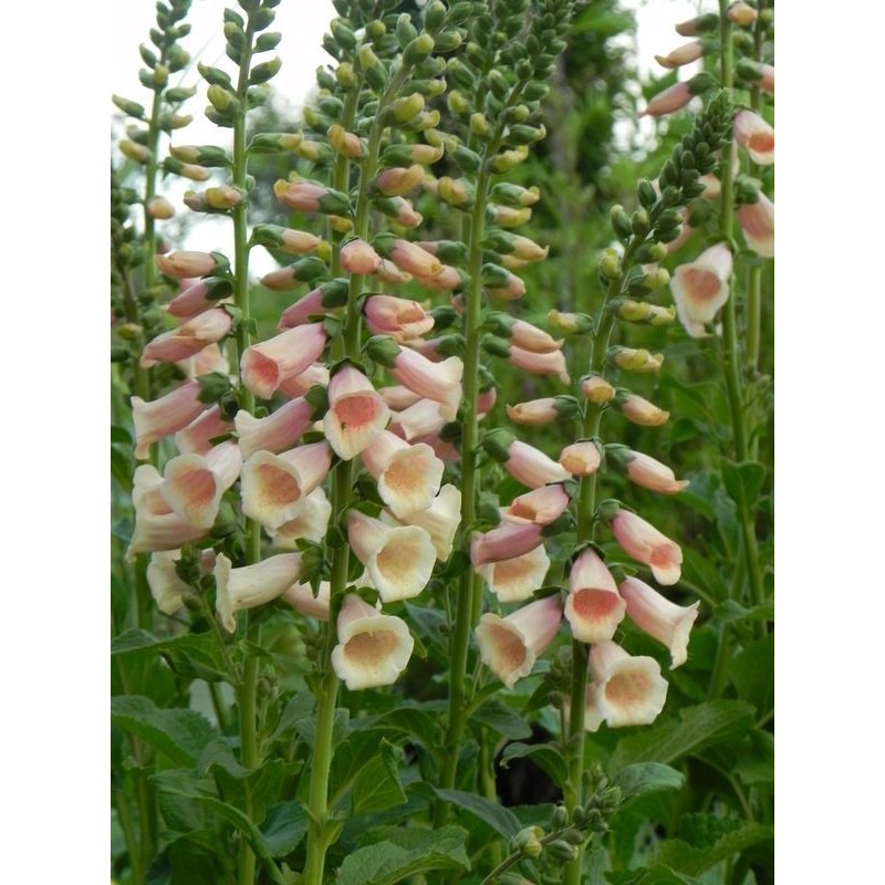 naparstnica purpurowa (Digitalis purpurea) Dalmatian F1 Peach- Świat bylin - sklep internetowy