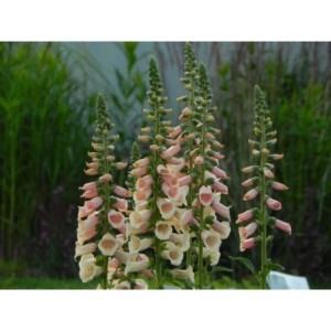 naparstnica purpurowa (Digitalis purpurea) Dalmatian F1 Peach- Świat bylin - sklep internetowy