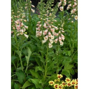 naparstnica purpurowa (Digitalis purpurea) Dalmatian F1 Peach- Świat bylin - sklep internetowy