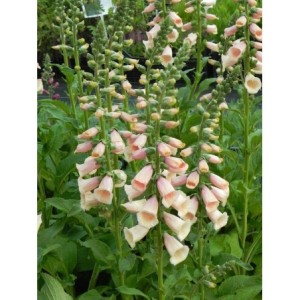 naparstnica purpurowa (Digitalis purpurea) Dalmatian F1 Peach- Świat bylin - sklep internetowy