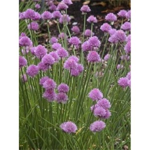 szczypiorek / czosnek szczypiorek (Allium schoenoprasum) Purple One- Świat bylin - sklep internetowy