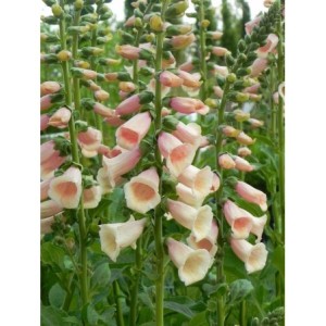 naparstnica purpurowa (Digitalis purpurea) Dalmatian F1 Peach- Świat bylin - sklep internetowy