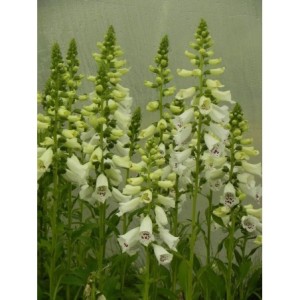 naparstnica purpurowa (Digitalis purpurea) Dalmatian F1 White- Świat bylin - sklep internetowy