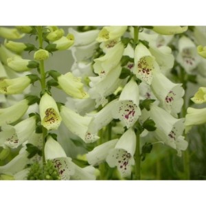 naparstnica purpurowa (Digitalis purpurea) Dalmatian F1 White- Świat bylin - sklep internetowy