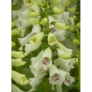 naparstnica purpurowa (Digitalis purpurea) Dalmatian F1 White- Świat bylin - sklep internetowy