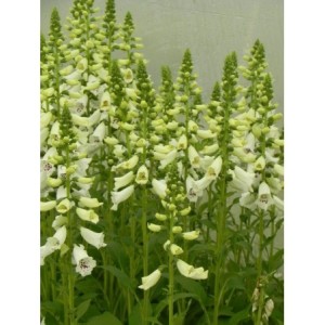 naparstnica purpurowa (Digitalis purpurea) Dalmatian F1 White- Świat bylin - sklep internetowy