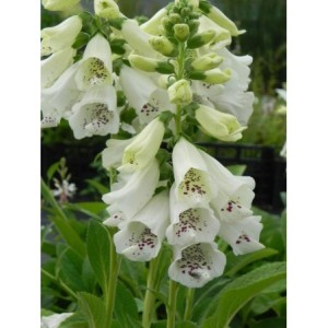naparstnica purpurowa (Digitalis purpurea) Dalmatian F1 White- Świat bylin - sklep internetowy