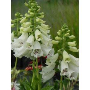 naparstnica purpurowa (Digitalis purpurea) Dalmatian F1 White- Świat bylin - sklep internetowy