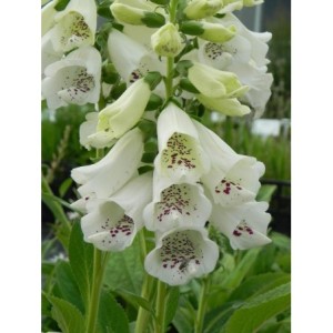 naparstnica purpurowa (Digitalis purpurea) Dalmatian F1 White- Świat bylin - sklep internetowy