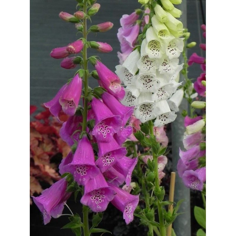 naparstnica purpurowa (Digitalis purpurea) Excelsior Hybrid- Świat bylin - sklep internetowy