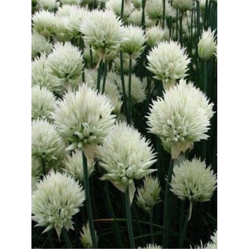 szczypiorek / czosnek szczypiorek (Allium schoenoprasum) White One- Świat bylin - sklep internetowy