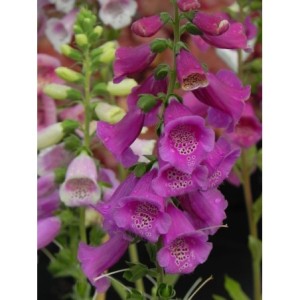 naparstnica purpurowa (Digitalis purpurea) Excelsior Hybrid- Świat bylin - sklep internetowy