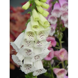 naparstnica purpurowa (Digitalis purpurea) Excelsior Hybrid- Świat bylin - sklep internetowy