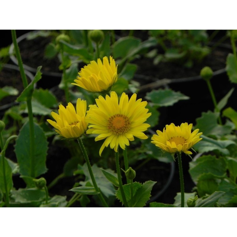 omieg wschodni (Doronicum orientale) Leonardo™ Compact- Świat bylin - sklep internetowy