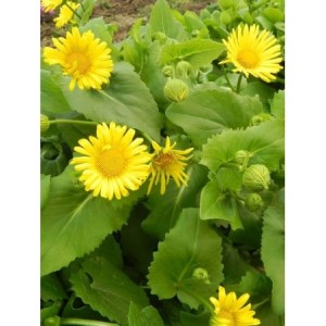 omieg wschodni (Doronicum orientale) Little Leo- Świat bylin - sklep internetowy