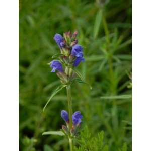 pszczelnik wąskolistny (Dracocephalum ruyschiana) - Świat bylin - sklep internetowy