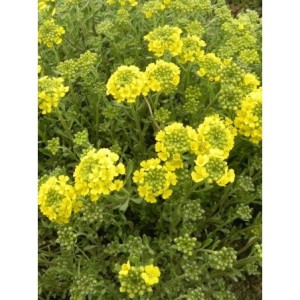 smagliczka górska (Alyssum / Aurinia montanum) Berggold- Świat bylin - sklep internetowy