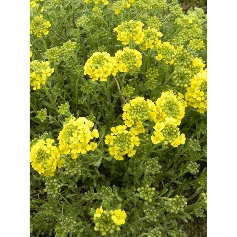 smagliczka górska (Alyssum / Aurinia montanum) Berggold- Świat bylin - sklep internetowy