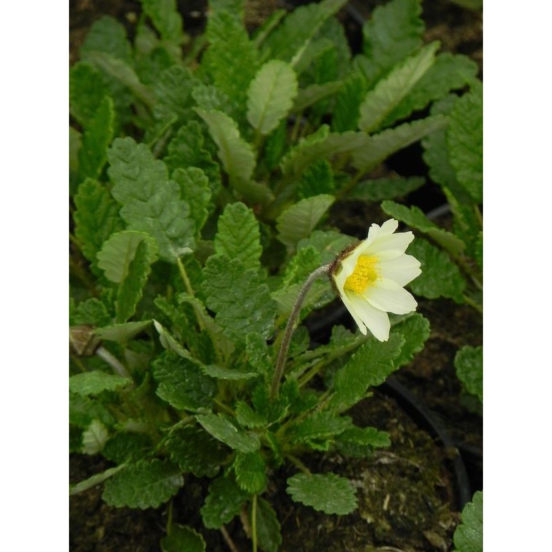 dębik Suendermanna (Dryas x suendermannii) - Świat bylin - sklep internetowy