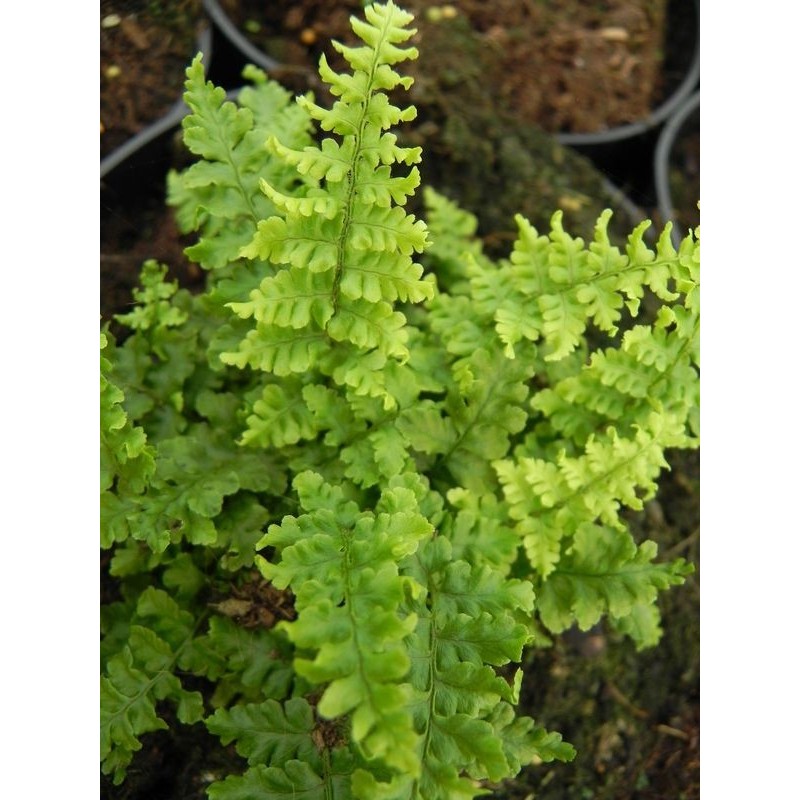 nerecznica mocna (Dryopteris affinis) Crispa - Świat bylin - sklep internetowy