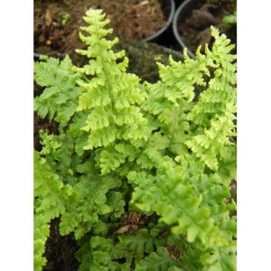 nerecznica mocna (Dryopteris affinis) Crispa - Świat bylin - sklep internetowy
