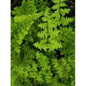 nerecznica szerokolistna (Dryopteris austriaca) Crispa Whiteside- Świat bylin - sklep internetowy