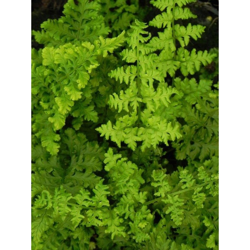 nerecznica szerokolistna (Dryopteris austriaca) Crispa Whiteside- Świat bylin - sklep internetowy