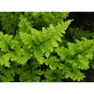 nerecznica szerokolistna (Dryopteris austriaca) Crispa Whiteside- Świat bylin - sklep internetowy
