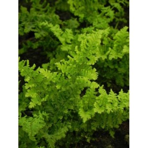 nerecznica szerokolistna (Dryopteris austriaca) Crispa Whiteside- Świat bylin - sklep internetowy