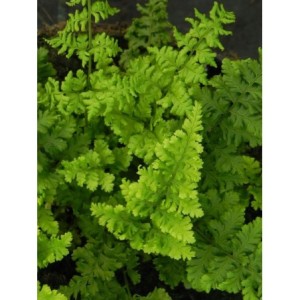 nerecznica szerokolistna (Dryopteris austriaca) Crispa Whiteside- Świat bylin - sklep internetowy