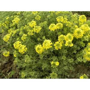 smagliczka górska (Alyssum / Aurinia montanum) Berggold- Świat bylin - sklep internetowy