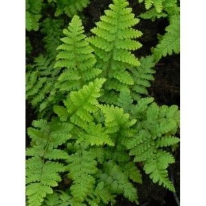 nerecznica samcza (Dryopteris filix-mas) - Świat bylin - sklep internetowy