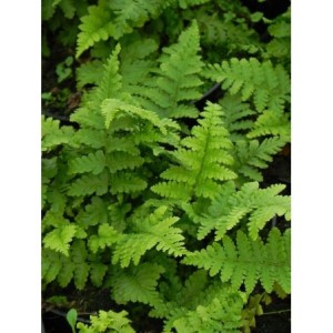nerecznica samcza (Dryopteris filix-mas) - Świat bylin - sklep internetowy